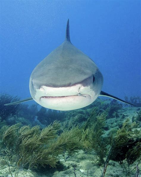 Front View Of A Tiger Shark Tiger Photograph By Brent Barnes Fine