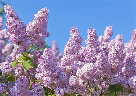 A Brilliant List Of The Different Types Of Lilac Bushes With Pictures