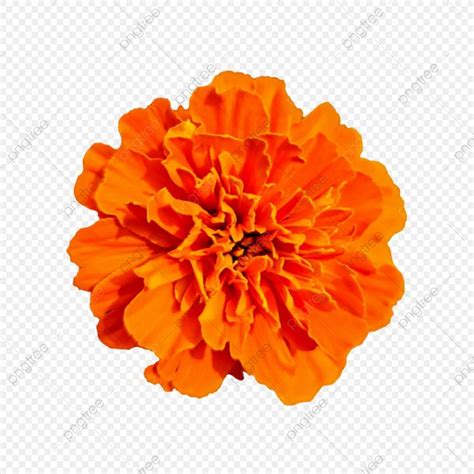 Orange Bright Marigold Flower Orange Flower Floral Png Transparent