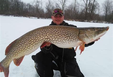 Monster 46 Inch Pike Pulled Through The Ice Montana Hunting And