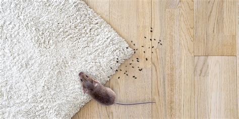 How To Clean Up After A Mouse Infestation