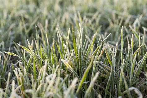 14 Reasons Why Grass Is Turning Yellow