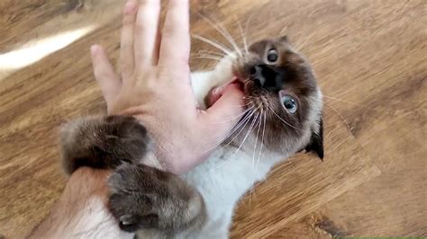 Angry Siamese Attack My Hand Youtube
