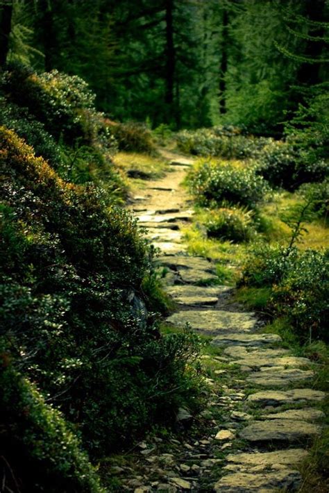 Pin By R Thompson On Home Nature Forest Forest Path