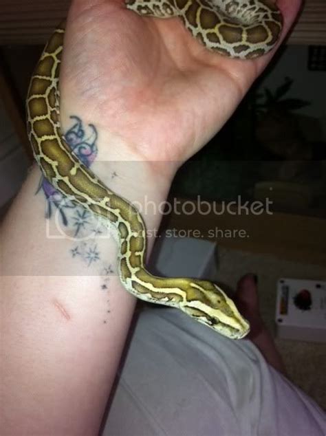 2 Week Old Baby Hypo Het Albino Burmese Python Reptile Forums