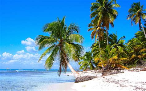 Hd Wallpaper Beaches Coconut Trees Hammocks Blue Sea Sky Scenery