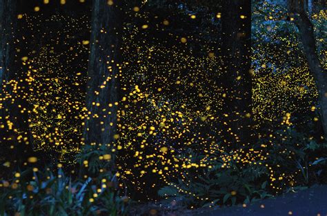 Nubbsgalore Fireflies In Timelapse Photos By Click Pic Vincent