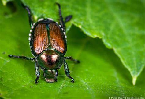 9 Scents That Japanese Beetles Hate And How To Use Them Pest Pointers