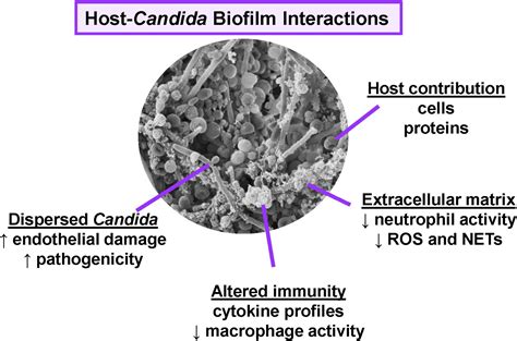 Frontiers How Biofilm Growth Affects Candida Host Interactions