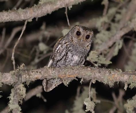 Owls In North Carolina 13 Species With Pictures Wild Bird World