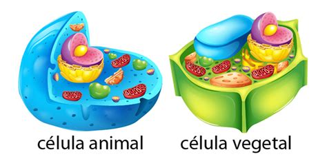 Ejercicios Sobre La Celula Animal Y Vegetal Dinami