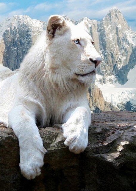 White Lion Rareeyes Blue How Incredibly Beautiful With Images
