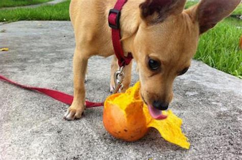 We did not find results for: Can Dogs Eat Mangoes? Side Effects, Health Benfits & Tips