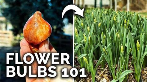 How To Plant Spring Flower Bulbs For Total Beginners