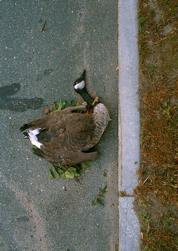 Dead Goose On North Ave At Lake Quannapowitt Wakefield Ma 2005 Flickr Photo Sharing