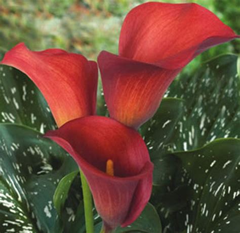 The orange lily meaning is the orange lily meaning. Red Calla Lilies. | Calla Lilies | Pinterest