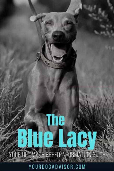 The Blue Lacy Your Ultimate Breed Information Guide Your Dog Advisor