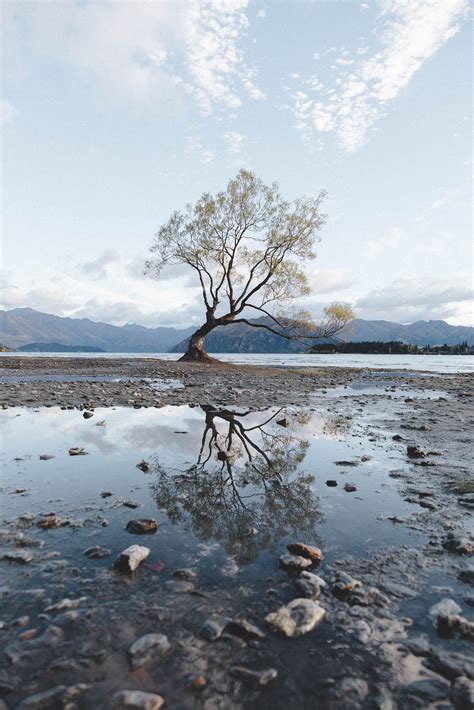 Beautiful Stuff That Wanaka Tree Wanaka Nz 3603 × 5404 Oc