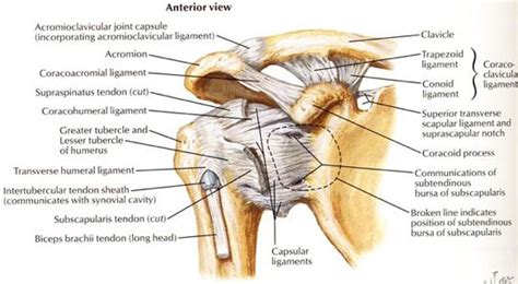 The subacromial bursa lies on the superior aspect of the supraspinatus tendon (see the images below). Friday, May 20, 2011 - Invictus Fitness