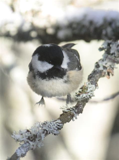 Coal Tit Parus Ater Paridae In Bird Cherry Strathspey Sc Flickr