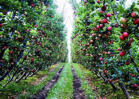 This Fully Loaded Washington Apple Orchard Oc Roddlysatisfying