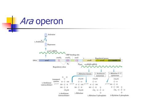 Ppt Regulation Of Gene Expression Powerpoint Presentation Free