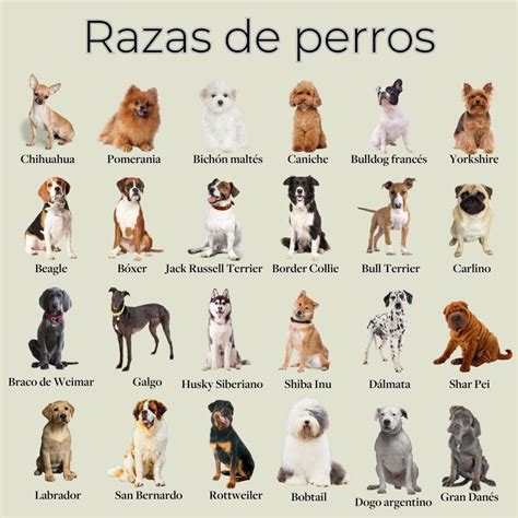 Descubre La Fascinante Raza De Perro Que Parece Lobo En Nuestro Artículo 100 Razas De Perros