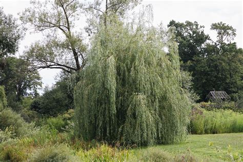 12 common species of willow trees and shrubs