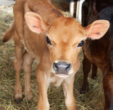 20 Pictures Of Cute Baby Animals The Cow Calf Furry Talk