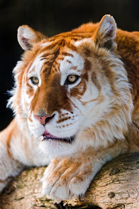 Attentive Golden Tiger The Golden Tiger In A Cute Position Flickr
