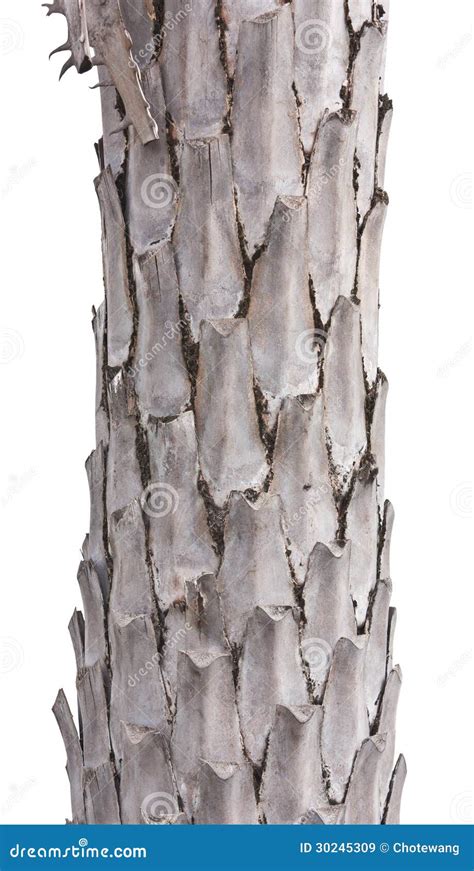 Palm Tree Stem Trunk Royalty Free Stock Images Image 30245309