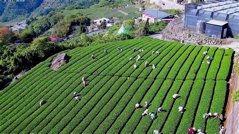 Afrikaans čeština dansk deutsch ελληνικά english english (uk) español (españa) español suomi français bahasa indonesia italiano 日本語 한국어 bahasa melayu norsk nederlands polski português (brasil) português (portugal) русский svenska ภาษาไทย filipino türkçe 中文(简体) 中文(台灣) বাংলা. 阿里山即時影像-生力農場-採茶-縮時-2020-03-26 - YouTube