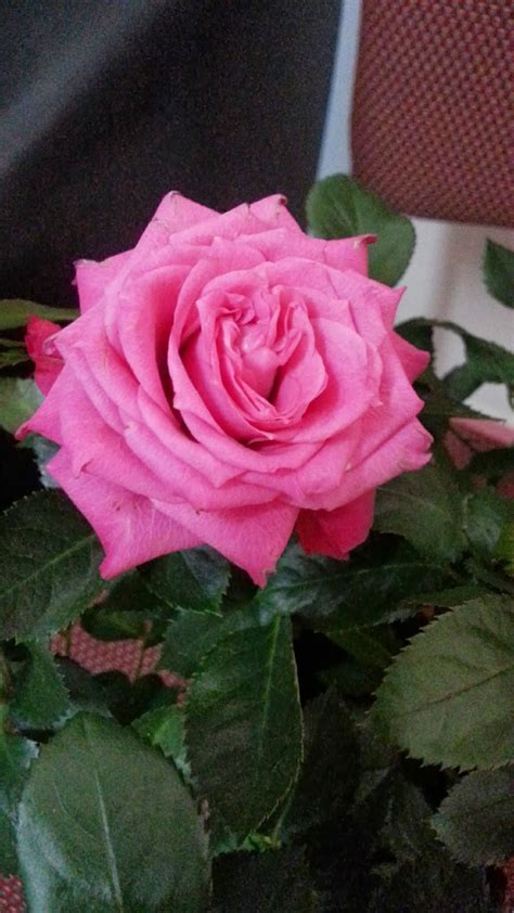 Gambar Pokok Bunga Ros Cantik Inilah Realiti