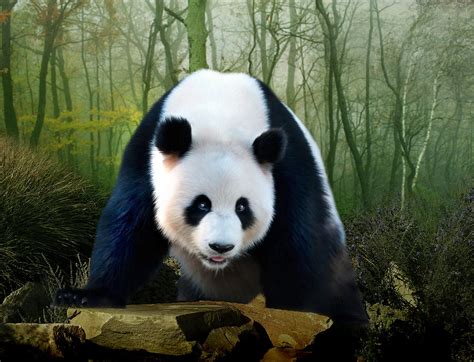 Giant Panda Digital Art By Julie L Hoddinott