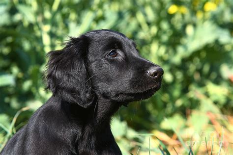 Portrait Black Flat Coated Retriever Puppy Photograph By Dog Photos