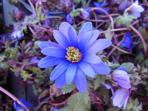 Plants Flower Blue Anemone · Free Photo On Pixabay