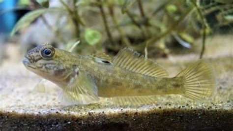 The Round Goby An Invasive Fish Having A Big Impact On The Great Lakes