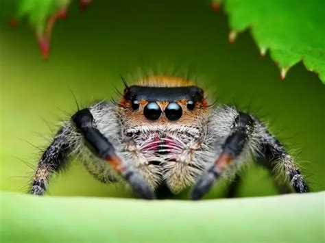 Im Thinking About Getting A Jumping Spider Weekend Era Resetera