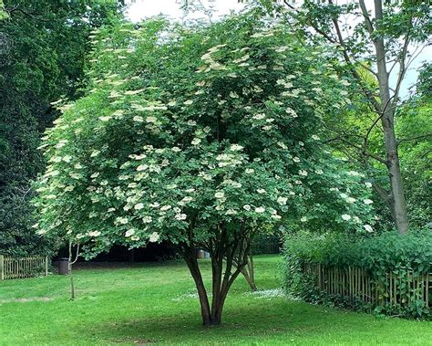 Sambucus Nigra Elder Elderflower Trees Tree Saplingsseedlings