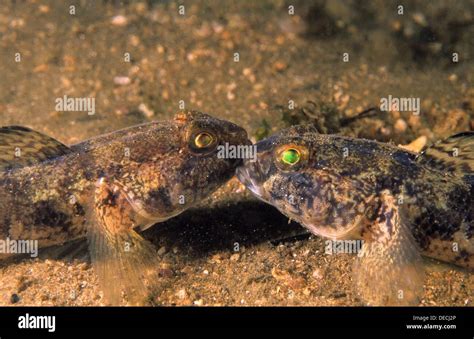 Two Rock Goby Fighting Gobius Paganellus Eastern Atlantic Galicia