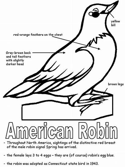 Robin Coloring State Pages American Bird Michigan