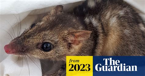 Dying For Sex Endangered Male Quolls May Be Mating Themselves To Death