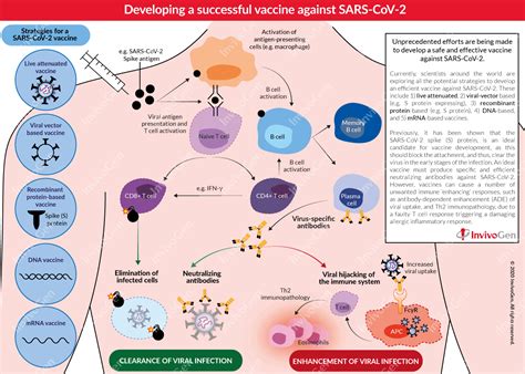 There are three main approaches to designing a vaccine. COVID-19 | Vaccine development | InvivoGen
