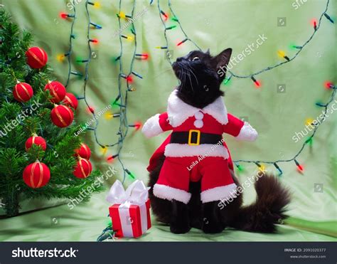 Funny Black Cat Santa Claus Costume Stock Photo 2091020377 Shutterstock