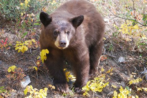 Young Black Bear In Grand Teton National Park Wy Black Bear Bear