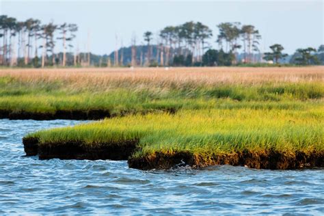 How Chesapeake Bay Wetlands Can Contribute To Us Carbon Reduction
