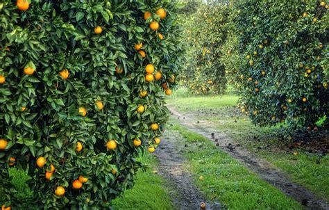 Fruit Garden Wallpapers Top Free Fruit Garden Backgrounds