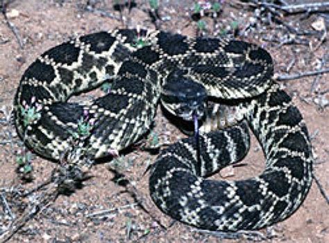 Rattlesnake Attack How To Protect And Treat Your Pet Calabasas Ca Patch
