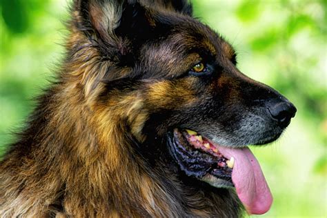 The German Shepherd Husky Mix Care Guide Dog Breed