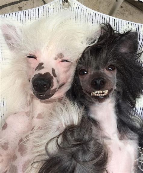15 Amazing Facts You Didnt Know About The Chinese Crested In 2020 Chinese Crested Puppy